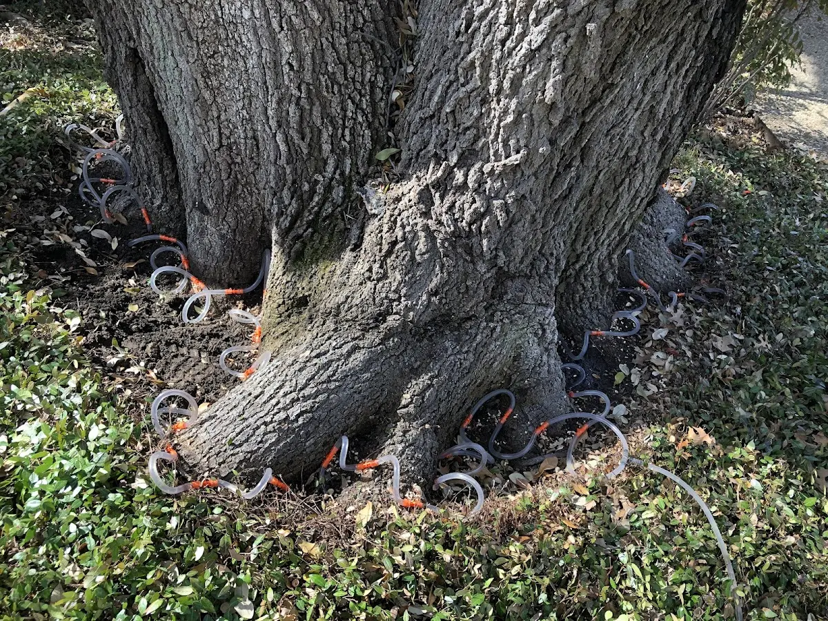 Detailed Tree Cabling and Bracing job site in Bruceton